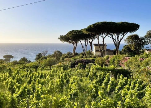 Casa Lucertola Uno dei luoghi più belli dell'Elba vi aspetta per una vacanza di pace e relax, non lontano dalla spiaggia di sabbia bianca di Sant'Andrea e appena sopra la piccola baia di Cotoncello.